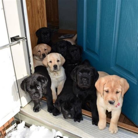 Labrador Retriever puppies and dogs in Ormond Beach, Florida.